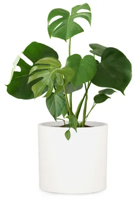 Fox & Fern Blumentopf Weiß 30 cm Durchmesser