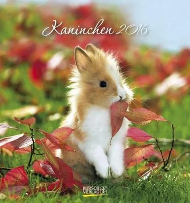 Produktbild von Kaninchen 2016 Postkartenkalender