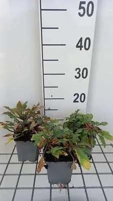 Immagine prodotto di 6 x Lysimachia atropurpurea - erba centifoglia - vaso 9 x 9 cm