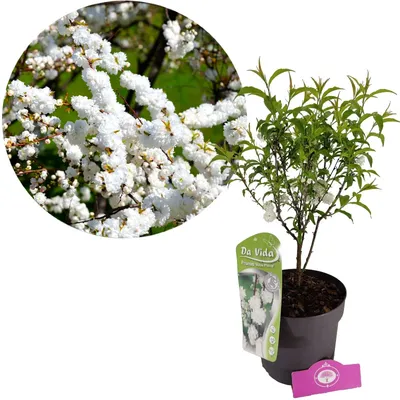 A potted plant with white flowers and a descriptive tag.