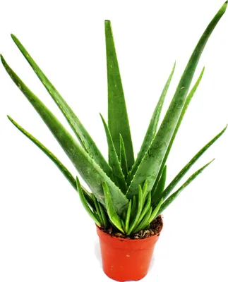 Immagine prodotto di Aloe vera - circa 4-5 anni - vaso da 15 cm