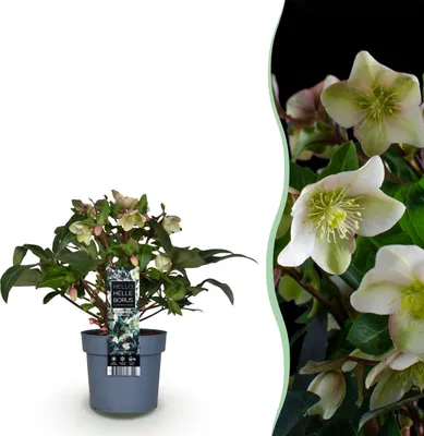 Productafbeelding van Helleborus Diamfire - Groene Bloem - Groenblijvend - 30-40cm - Ø19cm - Tuinplant