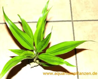 Produktbild von 1 Topf Dracenae variegata, gelb grüner Drachenbaum