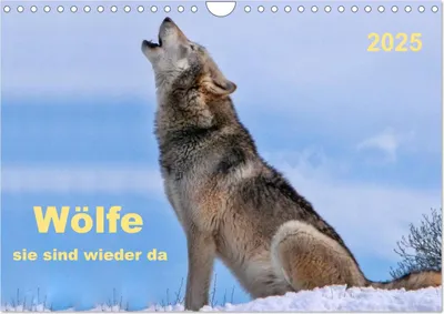 Produktbild von Wölfe - sie sind wieder da (Wandkalender 2025 DIN A4 quer), CALVENDO Monatskalender