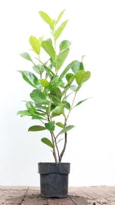 Produktbild von Prunus laurocerasus 'Rotundifolia', Kirschlorbeer, immergrün, 60–80 cm
