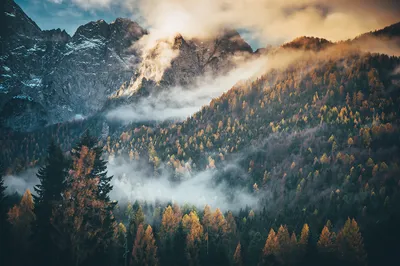 Produktbild von Muralo Fototapete Wald im Nebel 254 (B) x 184 (H) cm Vlies Tapete Wandtapeten Gebirge Bäume Herbst Wohnzimmer Schlafzimmer moderne Wandbilder XXL Landschaft Panorama Wand Dekoration