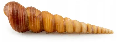 Obrázek produktu pro Akvarijní dekorace Muszla Turitela, přírodní mušle do akvária, dekorace pro vodní želvu, 8 cm