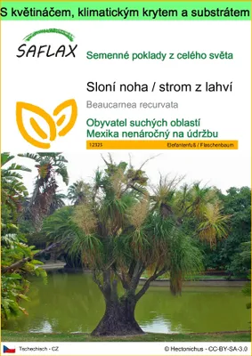 Obrázek produktu pro SAFLAX Garden to go - Sloní noha / strom z lahví - Beaucarnea recurvata - 10 Semena - S květináčem, klimatickou poklicí a pěstebním substrátem