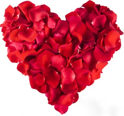 Produktbild von 1000 Rosenblätter Rosenblüten Rosen Blütenblätter Hochzeit Valentinstag Deko rot