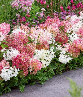 Produktbild von BALDUR-Garten 5x Niedrige Hortensie 'Groundbreaker®', Pflanzen im 14 cm-Topf, kompakter niedriger Wuchs, reich blühend, gleichmäßiger Heckenaufbau, mehrjährig, winterhart & pflegeleicht