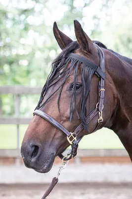 Produktbild von Harry´s Horse With Fly Fringes Stirnriemen Schwarz Cob Schwarz Cob