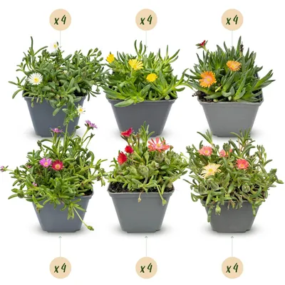 Produktbild von Green boutiQ - 24x Delosperma mix - Mittagsblumen Mix - Gelb, Lila, Rot, Rosa - Staude - Ø7cm - ↕10-12cm