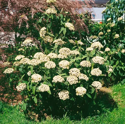 A flowering shrub in a garden setting.