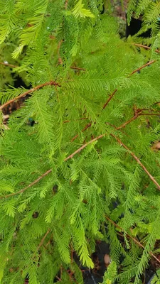 Image de Taxodium distichum / Cyprès chauve