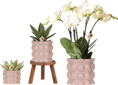 Immagine prodotto di Orchidee Kolibri | Set di piante Sabbia di cotone | Piante verdi con orchidea Phalaenopsis Ghent bianca in vasi decorativi di Vetroceramica