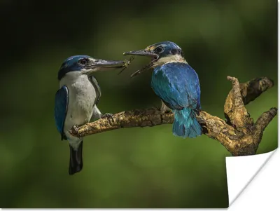Produktbild von MuchoWow® Poster Vögel - Eisvogel - Zweig 160x120 cm - Foto Plakat