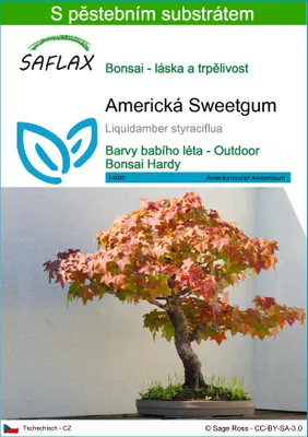 Obrázek produktu pro SAFLAX - Americká Sweetgum - Liquidamber styraciflua - 100 Semena - S pěstebním substrátem bez klíčků