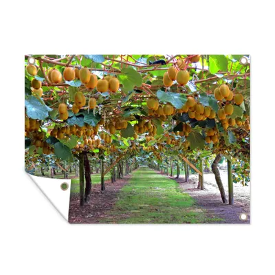 Obrázek produktu pro MuchoWow® Zahradní plakáty - Kiwi - strom - ovoce - 120x160 cm - Zahradní dekorace