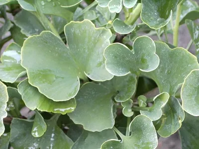 Produktbild von Ginkgo biloba Globus - Fächerblattbaum Globus 30-40cm