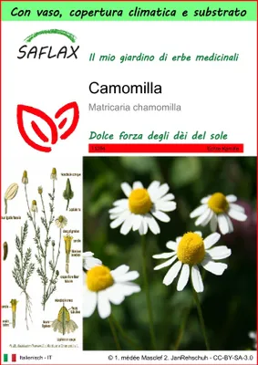 Immagine prodotto di SAFLAX Garden to go - Camomilla - 300 semi - Matricaria