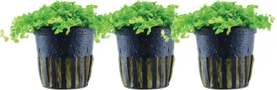 Produktbild von Aquarium Wasserpflanze 3 Stück Micranthemum tweediei Monte Carlo AquaOne 325 Set