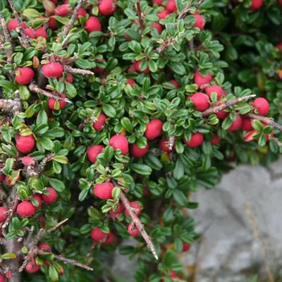 Obrázok produktu pre 2 x Teppichmispel - Cotoneaster microphyllus | 30-40 cm v nádobe