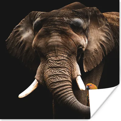 Produktbild von MuchoWow® Poster Elefant - Papagei - Zähne 50x50 cm - Wohnzimmerdekoration