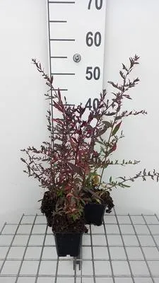 Produktbild von 6 x  Aster lateriflorus 'Lady In Black' - Herbstaster - Topf 9 x 9 cm