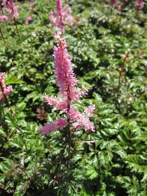 Produktbild von Krause Zwergspiere Perkeo - Astilbe crispa Perkeo