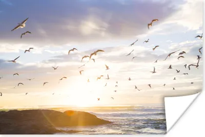 Produktbild von MuchoWow® Poster Ruhiges Bild von Vögeln bei Sonnenuntergang 180x120 cm - Fotoplakat