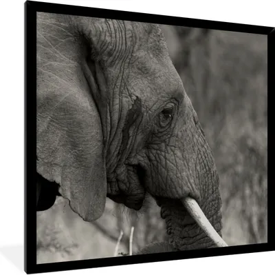 Produktbild von MuchoWow® Gerahmtes Poster Schwarzer und weißer Elefant 40x40 cm - Poster mit Schwarzem Bilderrahmen Wandposter Rahmen Foto Bilder - Mit Rahmen - Wanddekoration Schlafzimmer