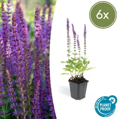 Produktbild von Ziersalbei - Steppensalbei - Salvia nemorosa 'Ostfriesland' - 9cm Topf - Set mit 6 Pflanzen