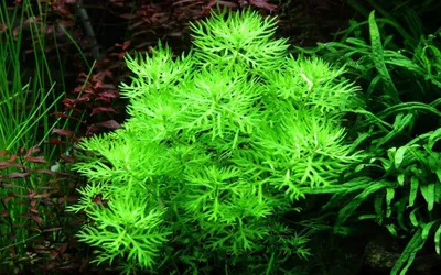 Produktbild von Aquariumpflanze Hottonia palustris von Tropica Nr.027 Wasserpflanzen Aquarium