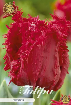 Artikelbild 2 von 'Tulpe Barbados (7 Stück)' aus der Kategorie Tulpenzwiebeln