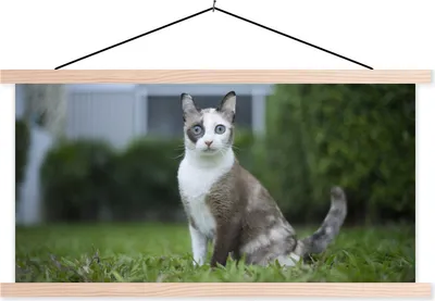 Produktbild von MuchoWow® Textilposter Katze - Siamese - Gras - Mädchen - Kinder - Jungen - Kind 60x30 cm mit holzfarbenen Rahmen - Dekoration
