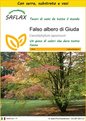 Immagine prodotto di SAFLAX Insieme di coltivazione - Falso albero di Giuda - 200 semi - Cercidiphyllum