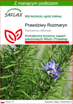 Zdjęcie produktu dla SAFLAX - Prawdziwy Rozmaryn - 100 Nasiona - Z podłożem uprawowym wolnym od zarazków - Rosmarinus officinalis