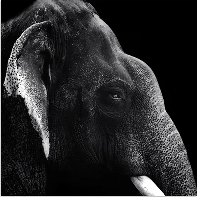 Produktbild von MuchoWow® Poster Tierprofil Elefant in Schwarz und Weiß 100x100 cm - Babyzimmer