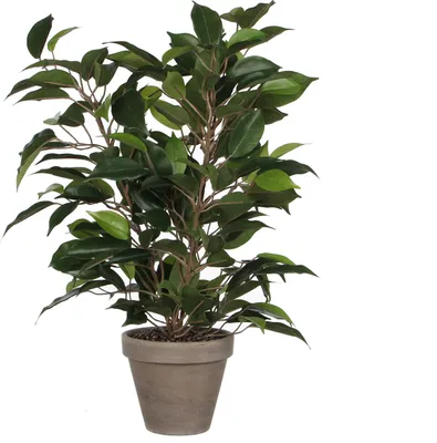 Obrázek produktu pro Mica Decorations Ficus Natasja umělá rostlina v květináči Stan - V40 x Ø30 cm - zelená