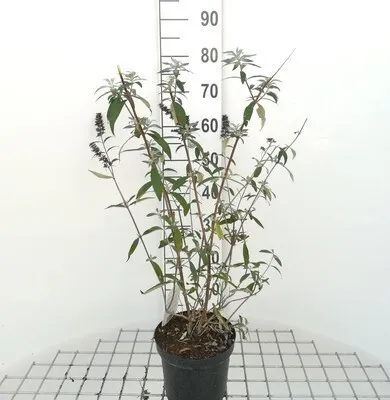Zdjęcie produktu dla Buddleja dav. 'Black Knight' - Krzew motylkowy 40- pojemnik 60 cm