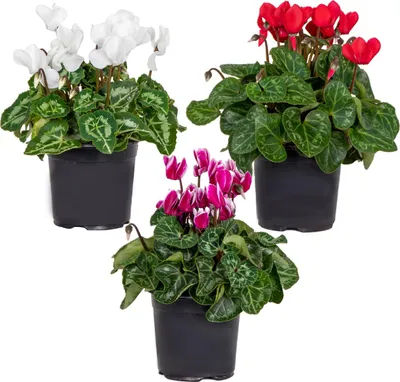 Image de Bloomique - Lot de 3 - Cyclamen Persicum - Cyclamen de patio - Plantes vivaces - Résistantes au gel - Hauteur 15-25 cm - Pot 10,5 cm