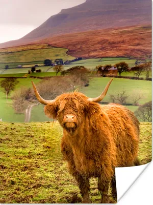 Produktbild von MuchoWow® Poster Schottischer Highlander - Berg - Herbst 90x120 cm - Wohnzimmer