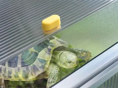 Obrázok produktu pre Juwel Schildkrötenhaus Paula, Wärmeisolierung, stufenlose Belüftung, Pendeltür