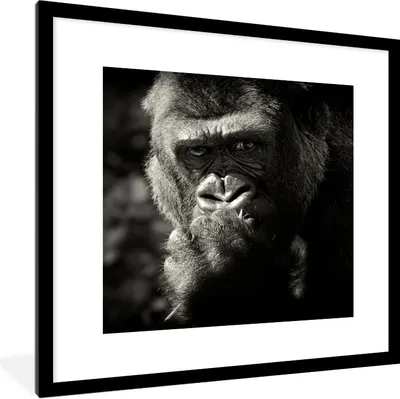Produktbild von MuchoWow® Gerahmtes Poster Tierprofil Gorilla in schwarz und weiß 40x40 cm - Poster mit Schwarzem Bilderrahmen Wandposter Rahmen Foto Bilder - Poster - Plakat im Rahmen