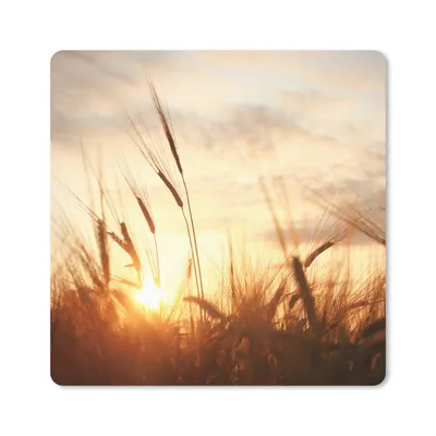 Produktbild von MuchoWow® Mauspad Mousepad Schilf - Gras - Sonnenuntergang - Natur - Horizont 20x20 cm - Mousepads - Maus Mat - Pad - Mausunterlage - Desk Mat - Bureauartikeln