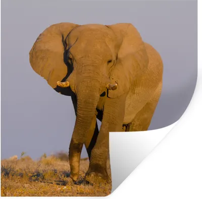 Produktbild von MuchoWow® Wandtattoo Wandsticker Wandaufkleber Elefant - Tier - Gras 30x30 cm Selbstklebend und Repositionierbar - Repositionierbar - Wasser abweisend