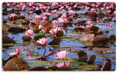 Produktbild von Wallario Frühstücksbrettchen aus Glas, je 14 x 23 cm, mit rutschfesten Füßen, Motiv Seerosenlandschaft mit rosa Blüten