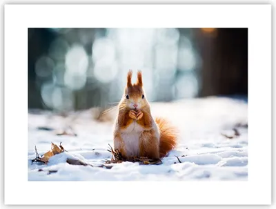 Produktbild von Poster - Poster ohne Rahmen - Eichhörnchen Winter Schnee Essen - 40x30 cm - Wand Bild - Wanddeko - Wandbilder - Kunstposter - Wandposter - Bilder - Kunstdruck - Wandbild - P2XAA40x30-2798