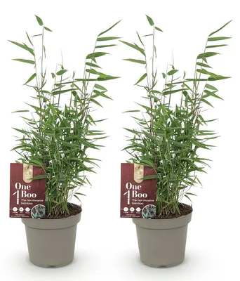 Image de Green boutiQ - Bambou - Fargesia Red Dragon - Vert - 2 plantes - À feuillage persistant - Non envahissant - Pot de 14 cm, hauteur 35 cm