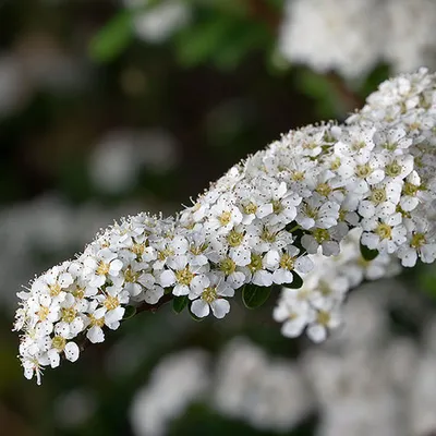 Image de 2 x Brautspiere - Spiraea arguta | 30-40 cm en conteneur